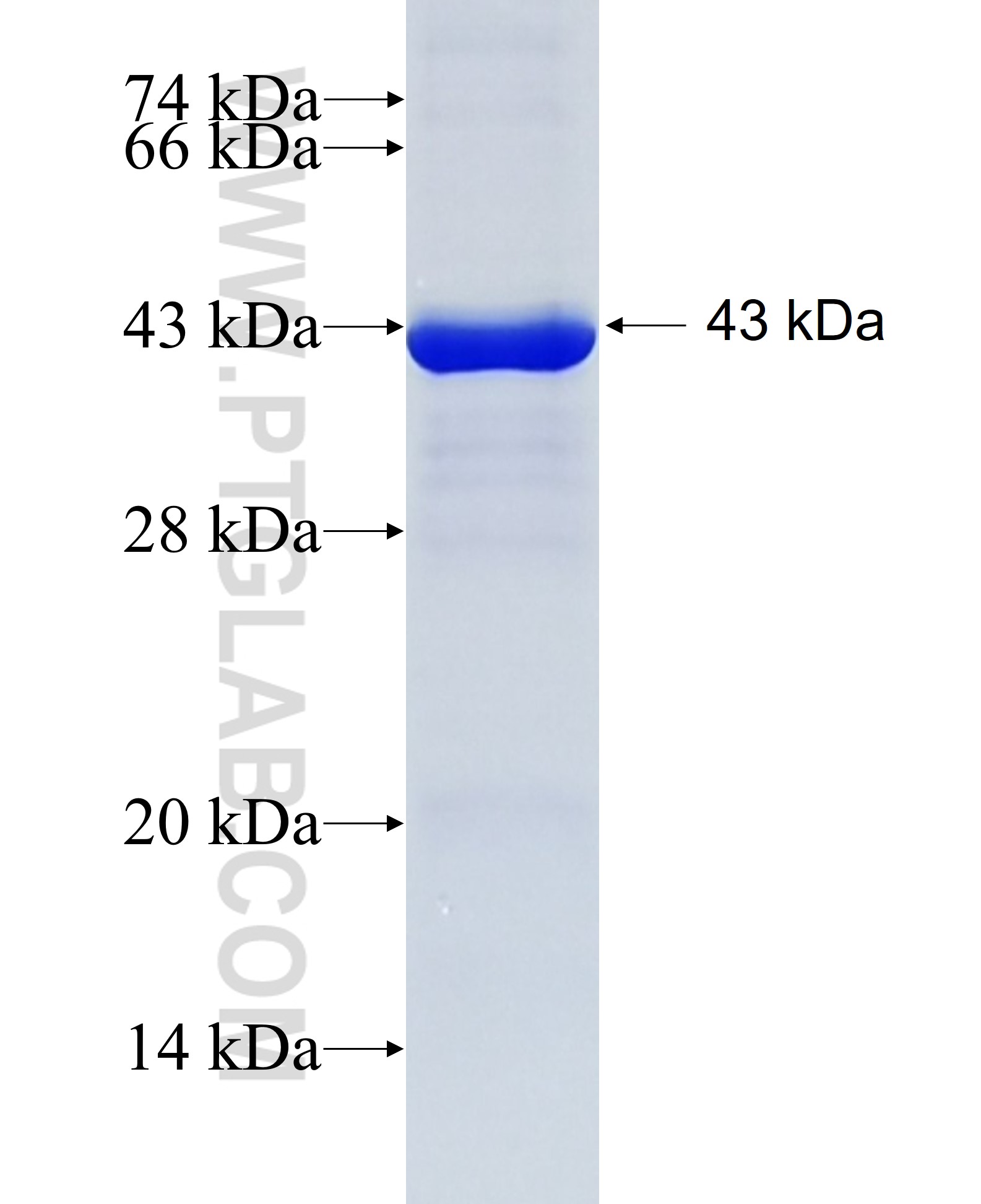 FIBCD1 fusion protein Ag18355 SDS-PAGE