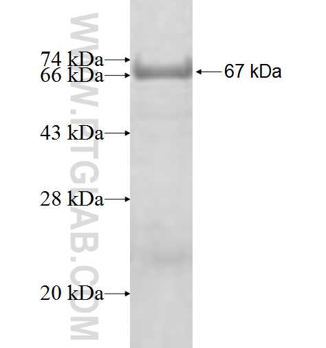 FIBP fusion protein Ag8743 SDS-PAGE