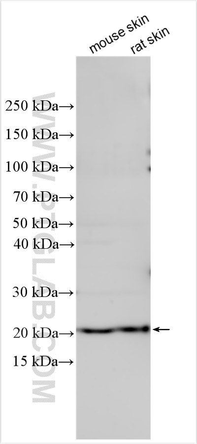 WB analysis using 24845-1-AP