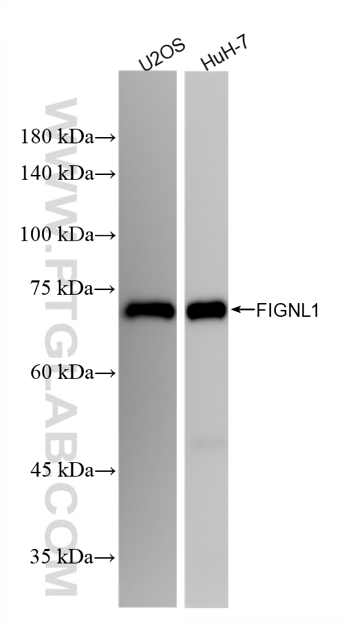 WB analysis using 86971-1-RR