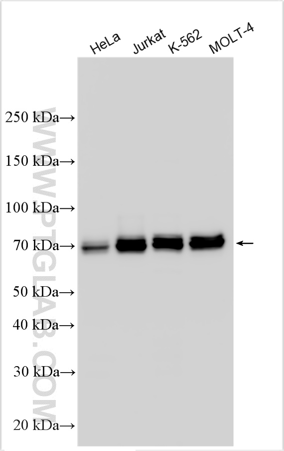WB analysis using 12276-1-AP