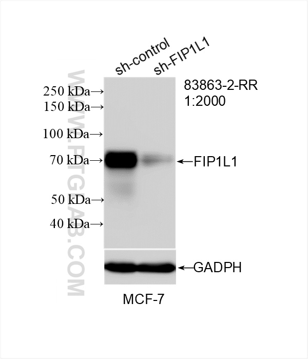 WB analysis of MCF-7 using 83863-2-RR (same clone as 83863-2-PBS)