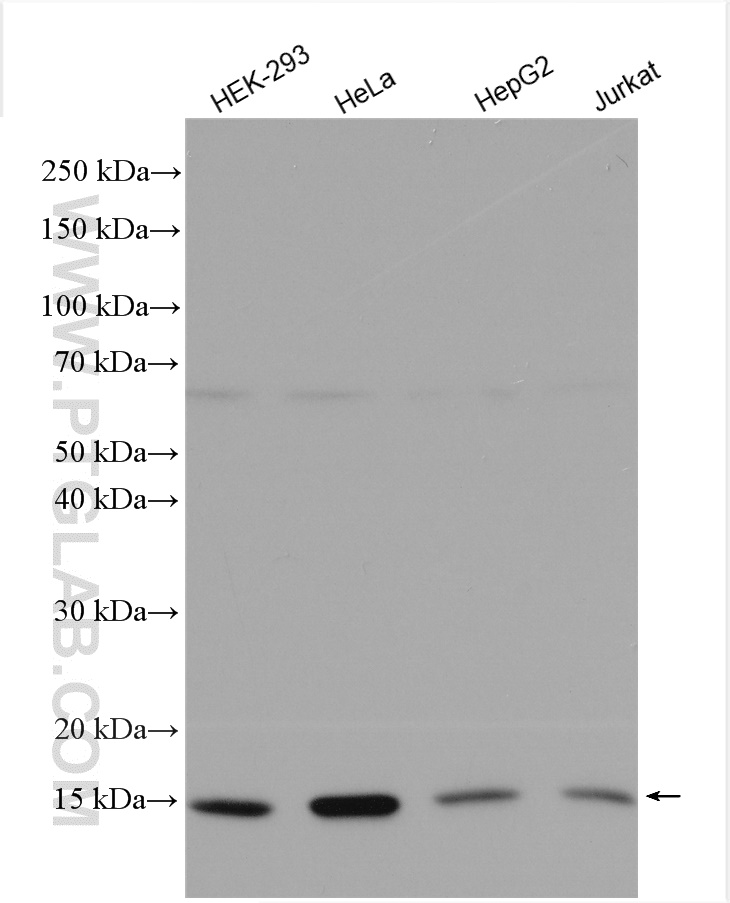 WB analysis using 10956-1-AP