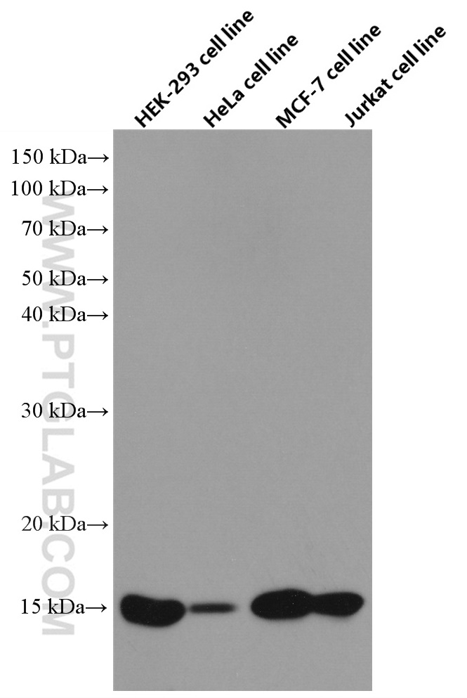 WB analysis using 66635-1-Ig