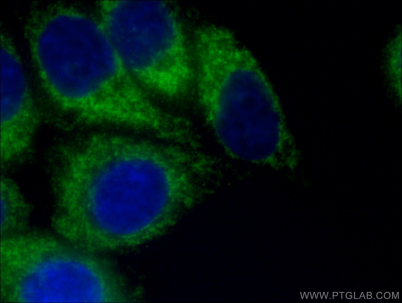 IF Staining of HepG2 using CL488-66635