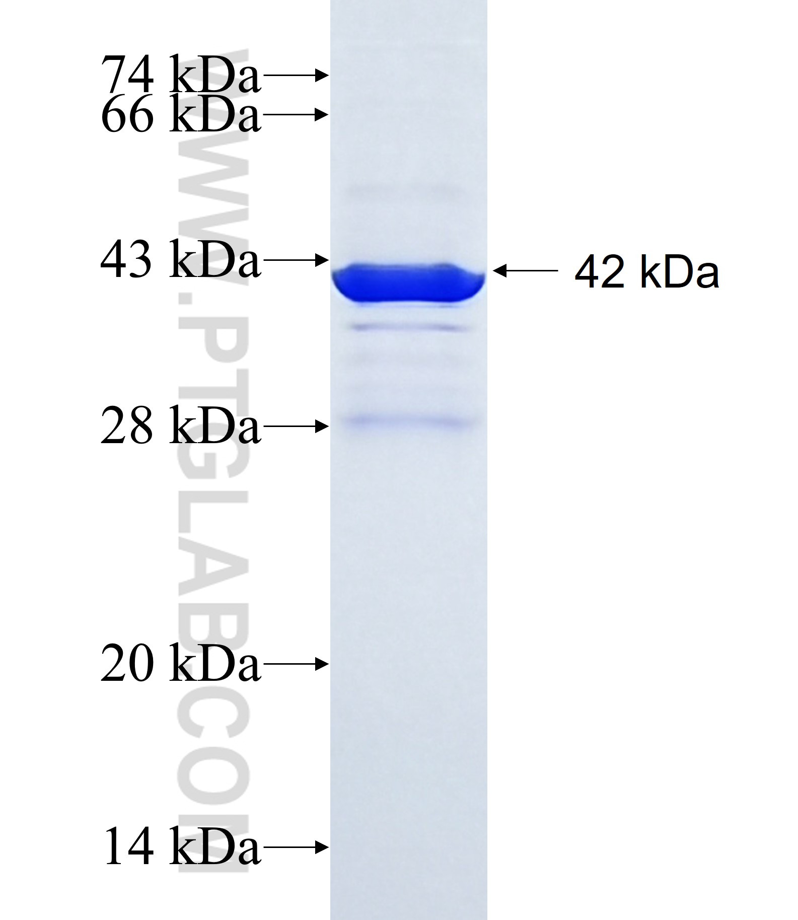 FIS1 fusion protein Ag1409 SDS-PAGE