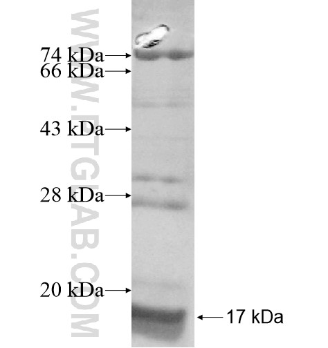 FIT1 fusion protein Ag15315 SDS-PAGE FIT1 fusion protein Ag15315 SDS-PAGE