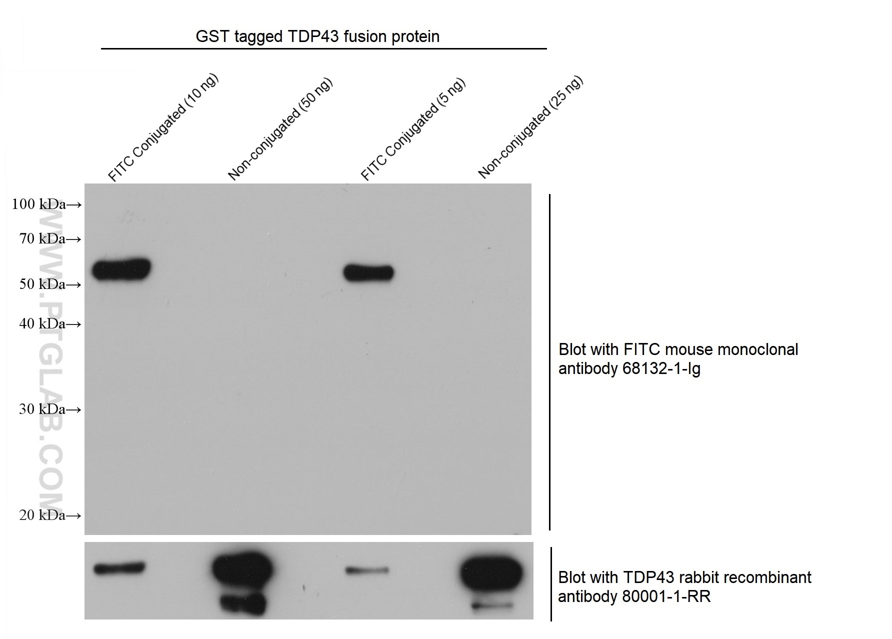 WB analysis using 68132-1-Ig (same clone as 68132-1-PBS)