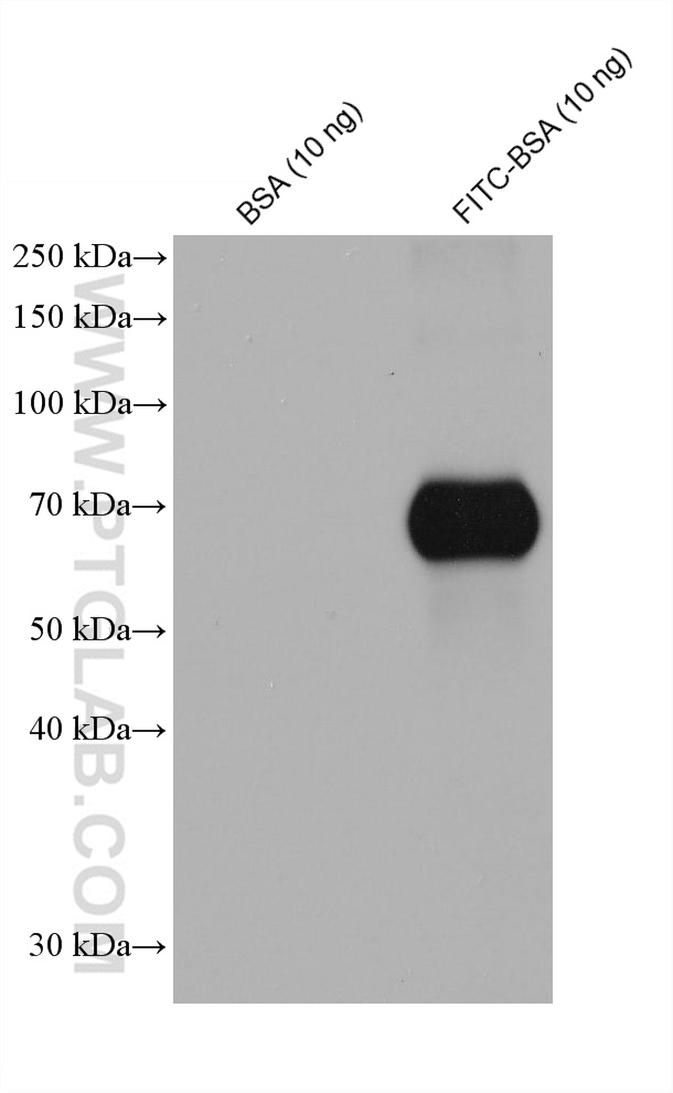 WB analysis of BSA using 68132-1-Ig (same clone as 68132-1-PBS)
