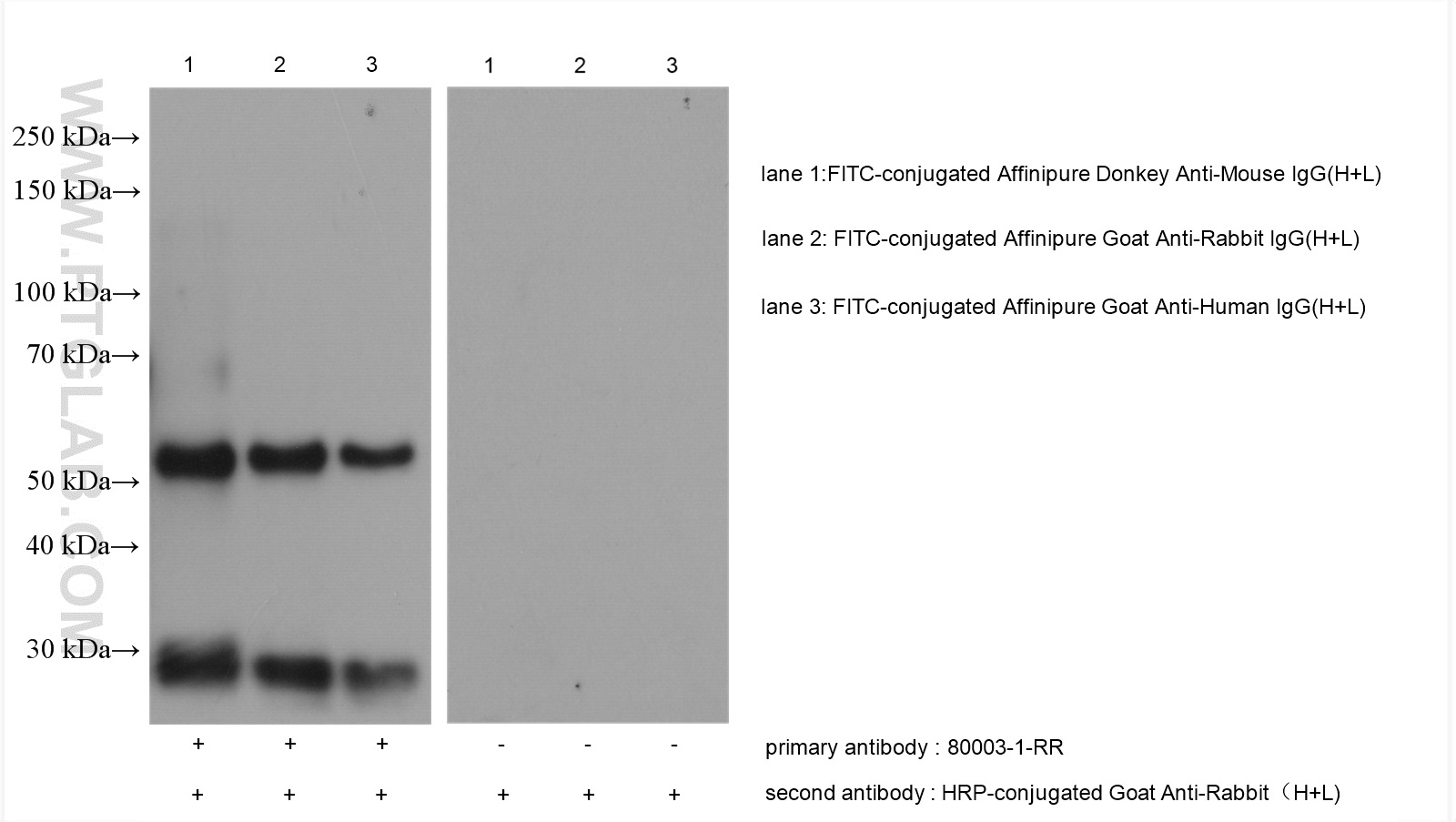 WB analysis using 80003-1-RR (same clone as 80003-1-PBS)