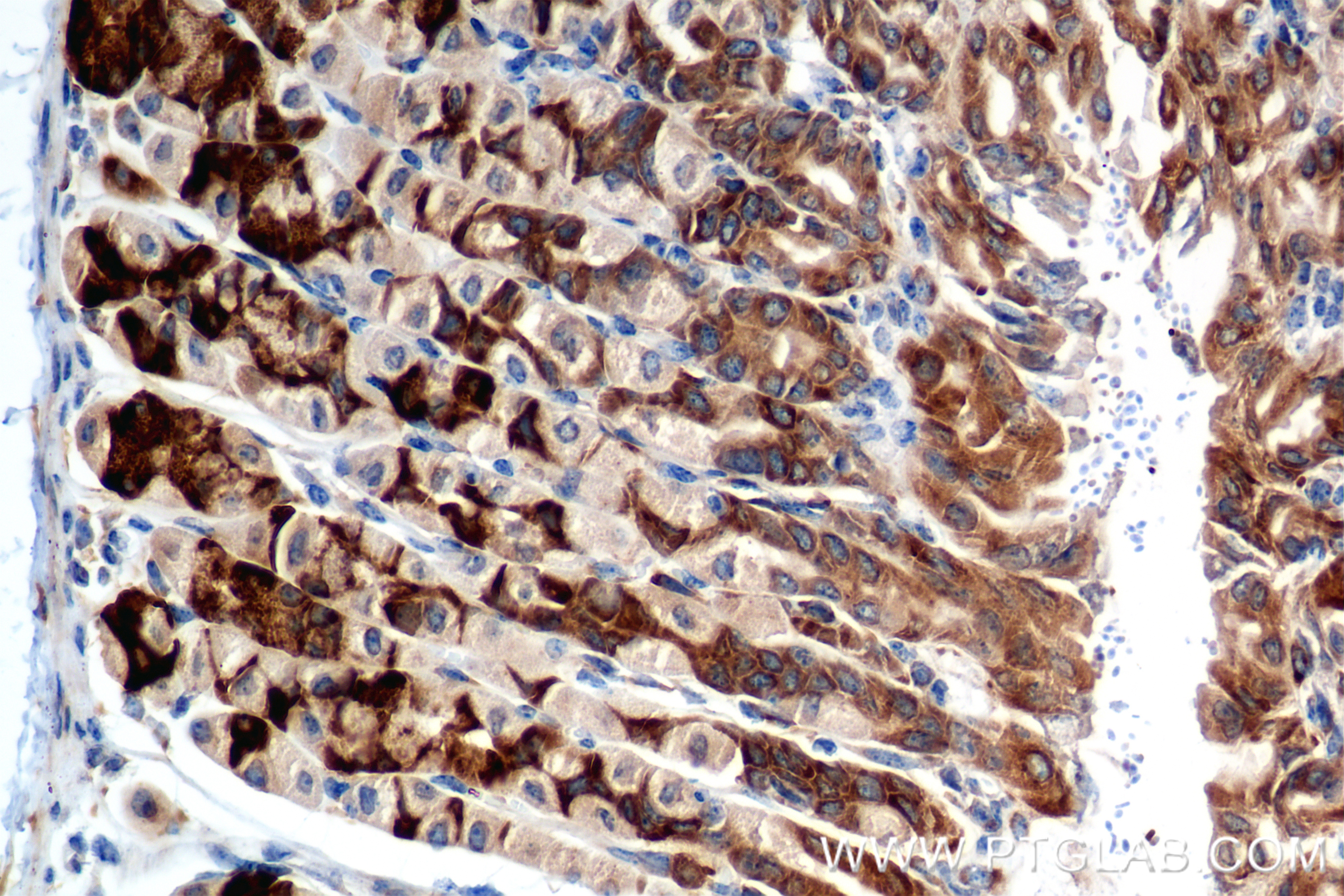 IHC staining of mouse stomach using 84478-5-RR