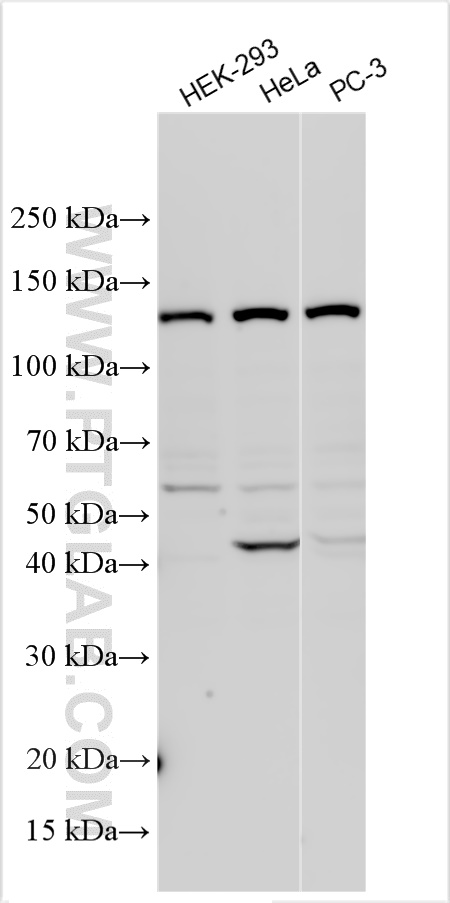 WB analysis using 55285-1-AP