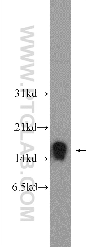 FKBP1A Polyclonal antibody