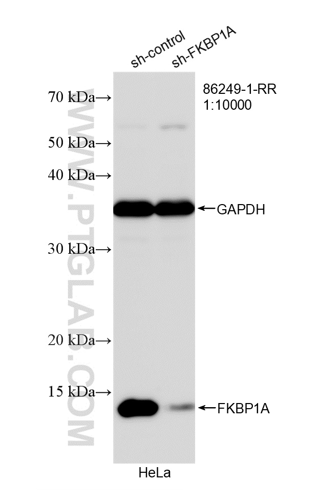 WB analysis of HeLa using 86249-1-RR WB analysis of HeLa using 86249-1-RR