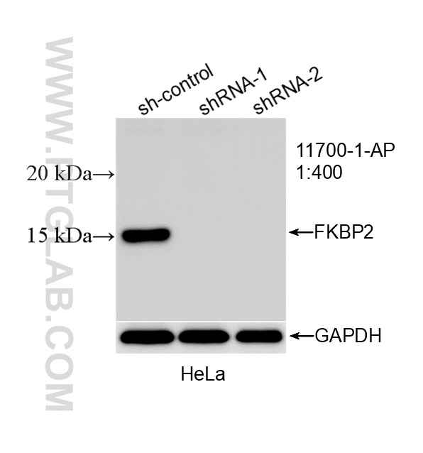 WB analysis of HeLa using 11700-1-AP WB analysis of HeLa using 11700-1-AP