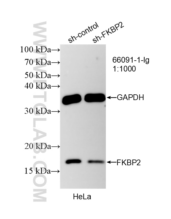 WB analysis of HeLa using 66091-1-Ig WB analysis of HeLa using 66091-1-Ig