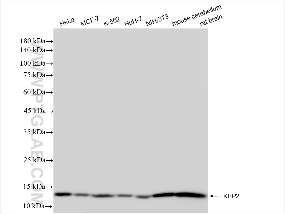 WB analysis using 84077-6-RR (same clone as 84077-6-PBS)