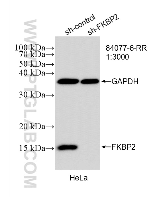 WB analysis of HeLa using 84077-6-RR (same clone as 84077-6-PBS) WB analysis of HeLa using 84077-6-RR (same clone as 84077-6-PBS)