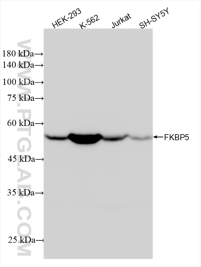 WB analysis using 86189-1-RR (same clone as 86189-1-PBS)