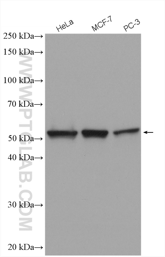 WB analysis using 10655-1-AP