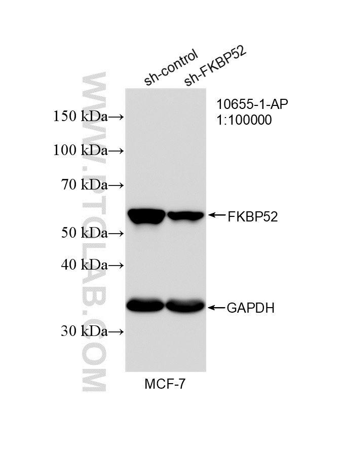 WB analysis of MCF-7 using 10655-1-AP WB analysis of MCF-7 using 10655-1-AP