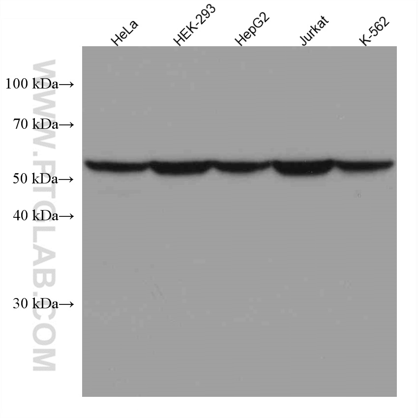 WB analysis using 66040-2-Ig