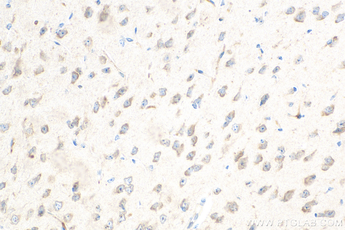 IHC staining of mouse brain using 66690-1-Ig