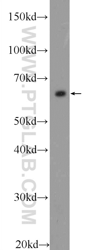 WB analysis of NIH/3T3 using 18073-1-AP