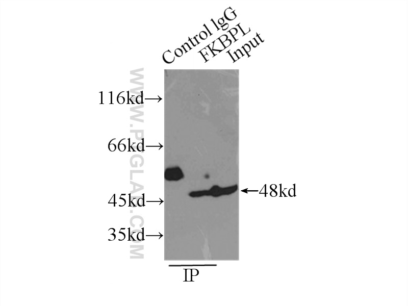 IP experiment of MCF-7 using 10060-1-AP