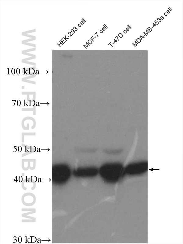 WB analysis of HEK-293 using 10060-1-AP