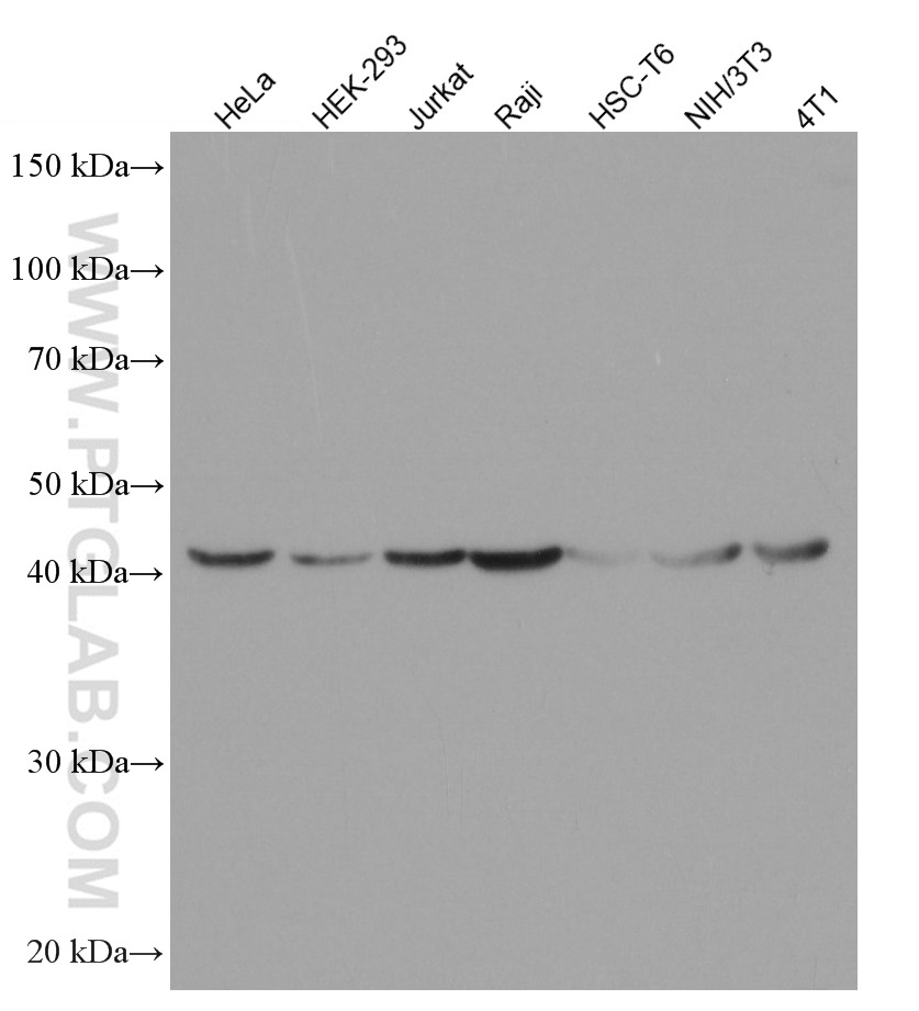 WB analysis using 66389-1-Ig