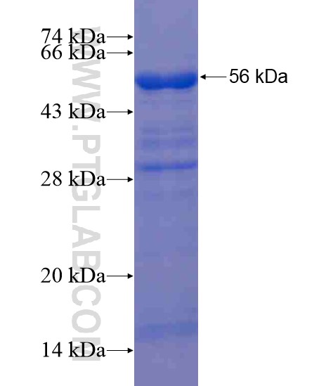FKBPL fusion protein Ag19702 SDS-PAGE