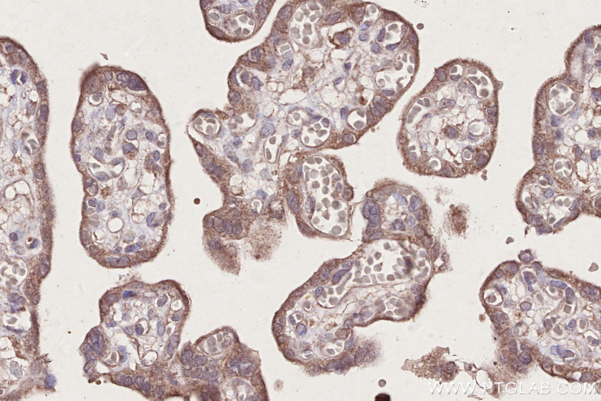 IHC staining of human placenta using 68491-1-Ig
