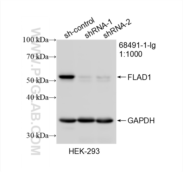 WB analysis of HEK-293 using 68491-1-Ig (same clone as 68491-1-PBS)
