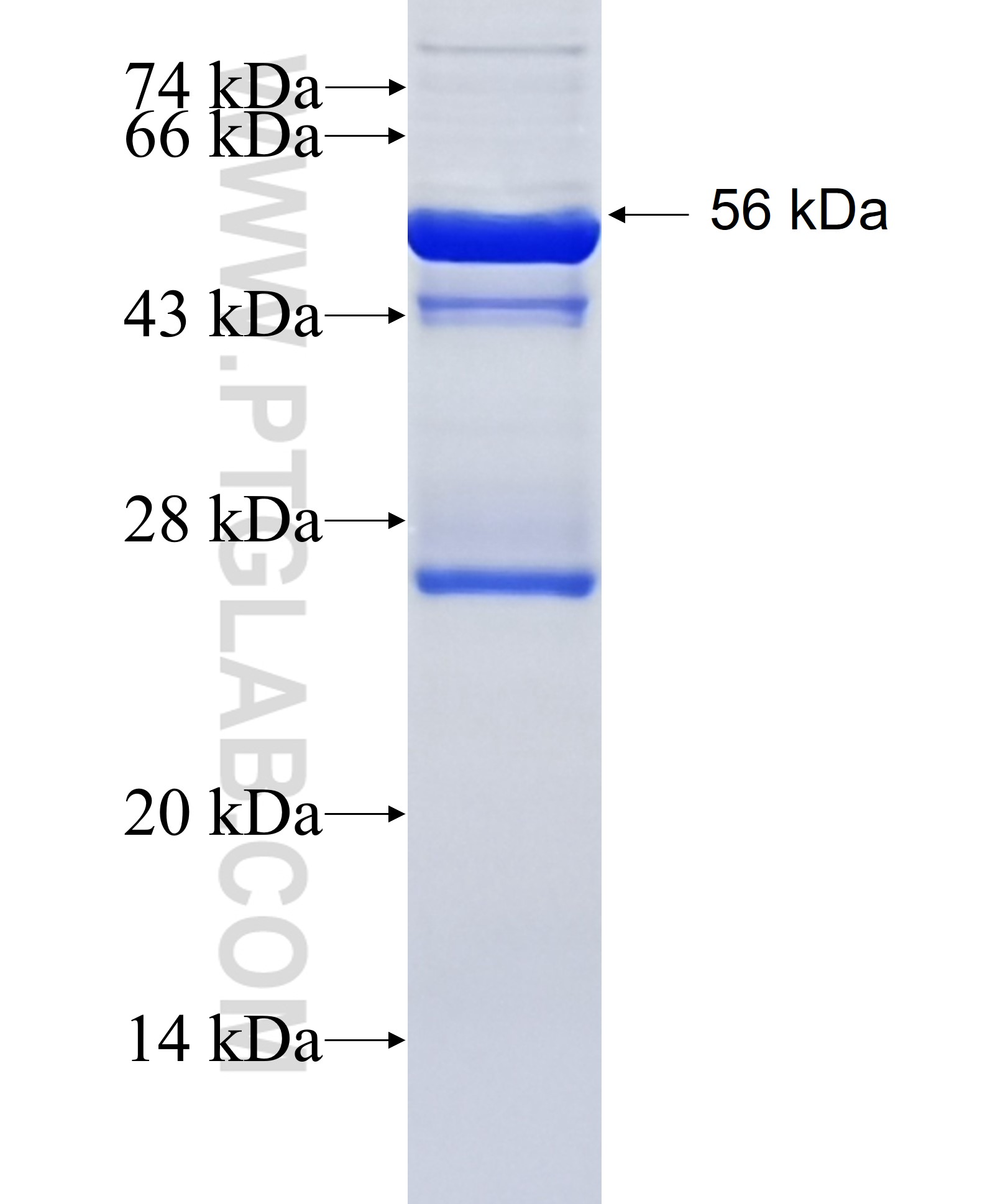 FLAD1 fusion protein Ag5267 SDS-PAGE