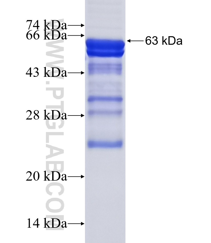 FLCN fusion protein Ag1746 SDS-PAGE