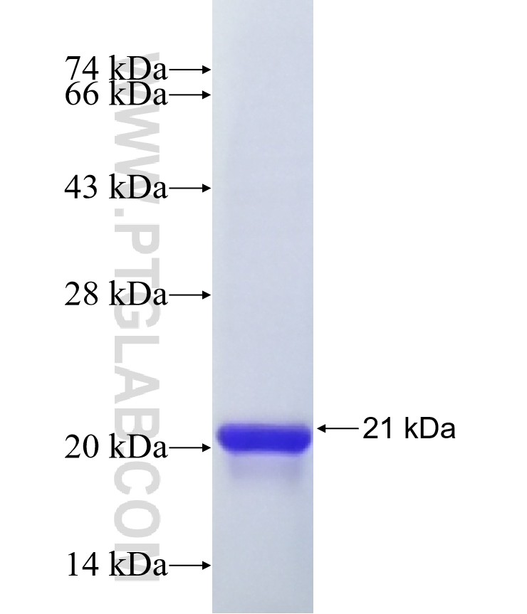 FLG2 fusion protein Ag41546 SDS-PAGE