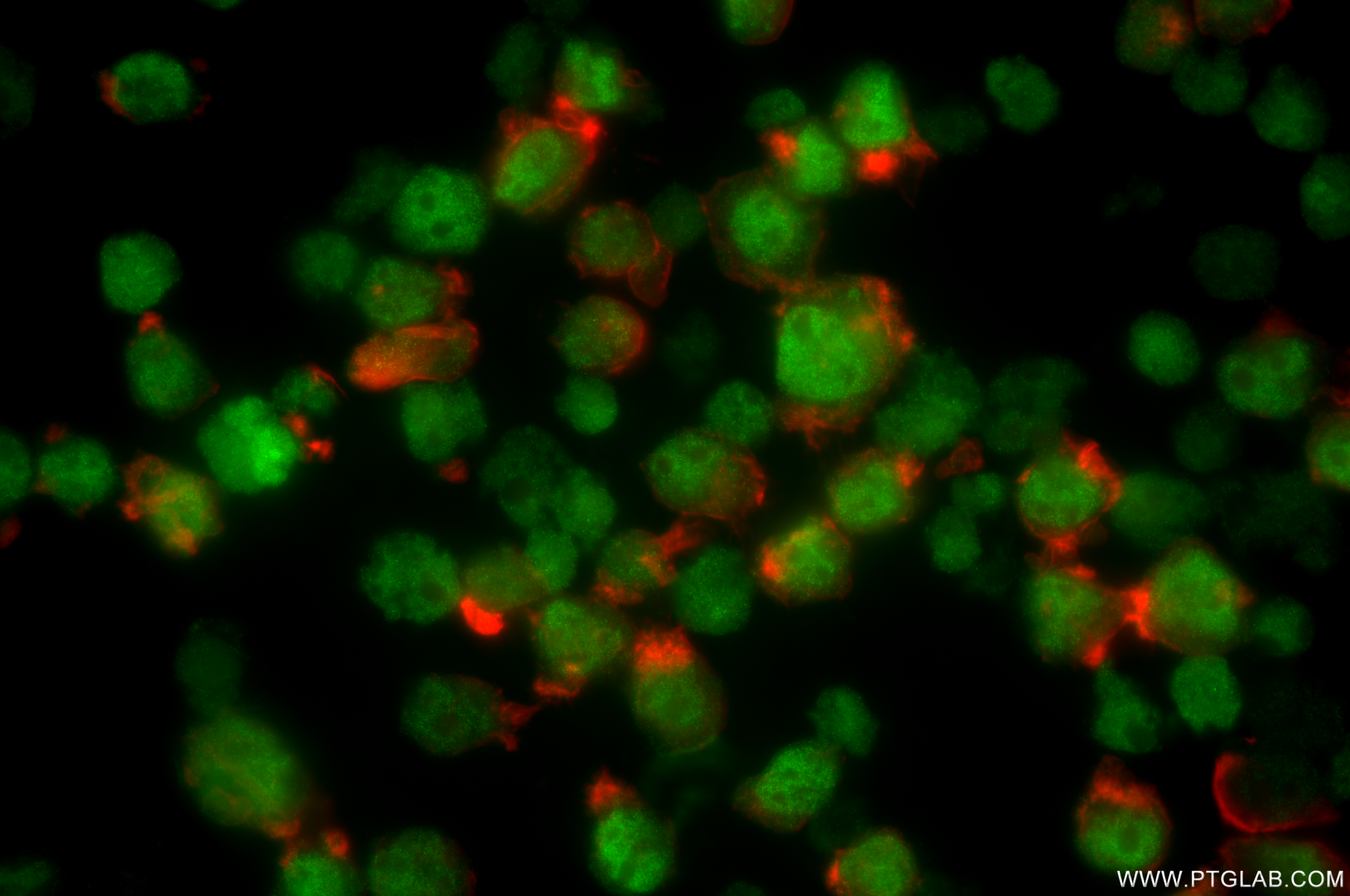 IF Staining of HEL using 85931-1-RR
