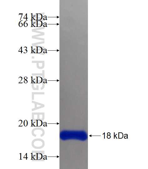 FLI1 fusion protein Ag24694 SDS-PAGE FLI1 fusion protein Ag24694 SDS-PAGE