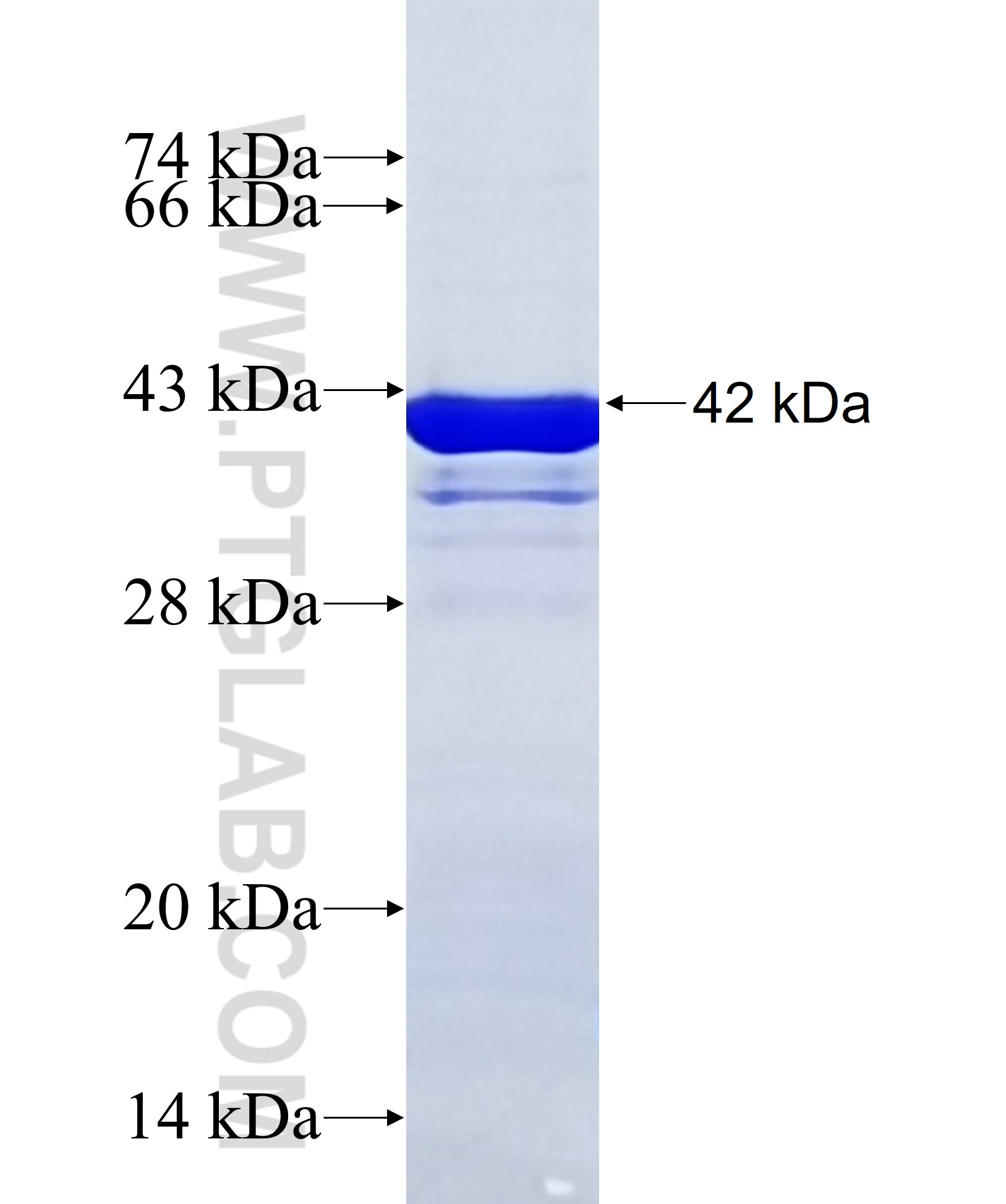 FLI1 fusion protein Ag36169 SDS-PAGE FLI1 fusion protein Ag36169 SDS-PAGE