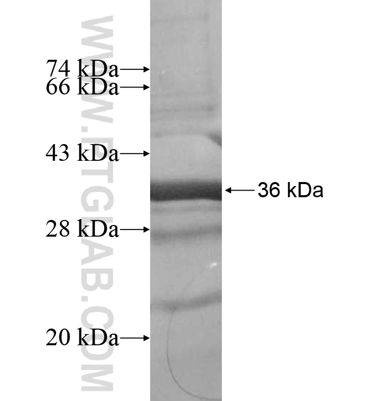 FLI1 fusion protein Ag16791 SDS-PAGE FLI1 fusion protein Ag16791 SDS-PAGE