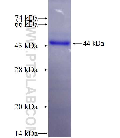 FLII fusion protein Ag26865 SDS-PAGE