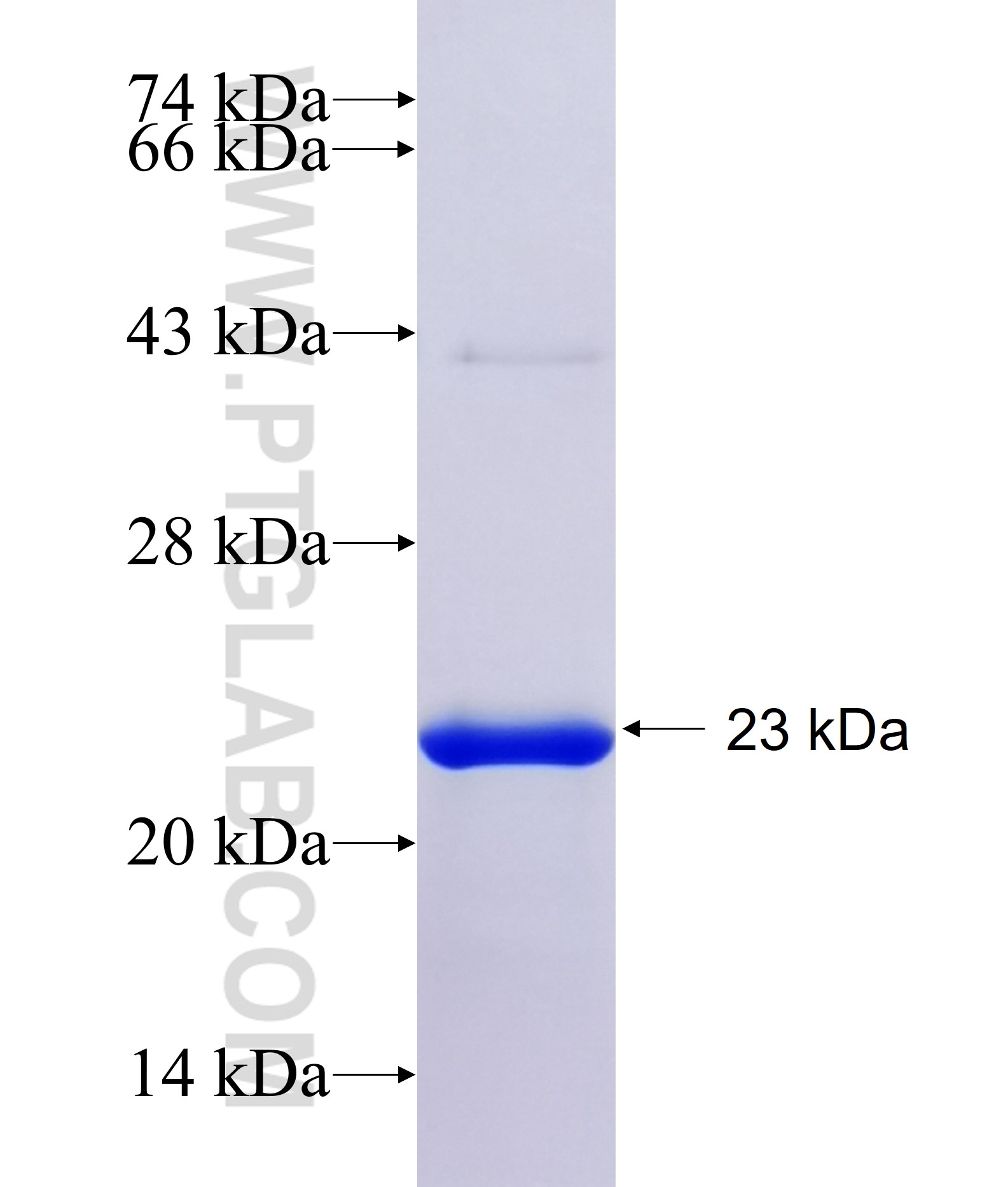 FLJ45455 fusion protein Ag35183 SDS-PAGE