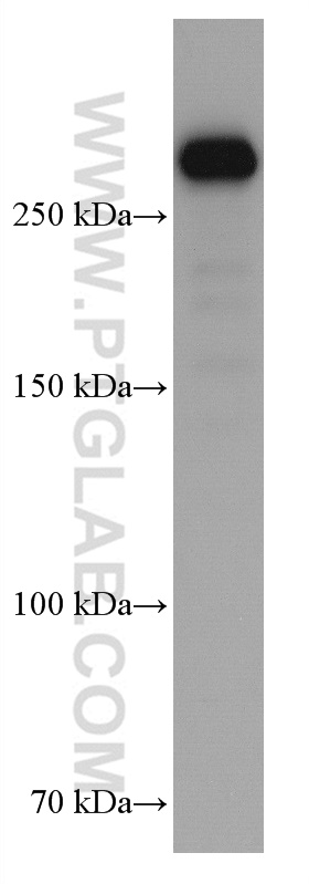 WB analysis of MCF-7 using 67133-1-Ig