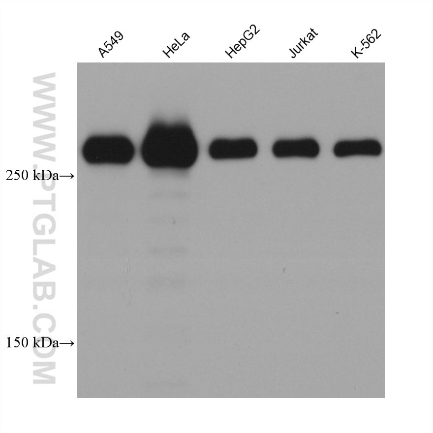 WB analysis using 67133-1-Ig