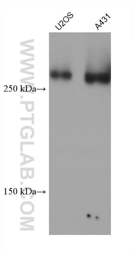 WB analysis using 67133-1-Ig