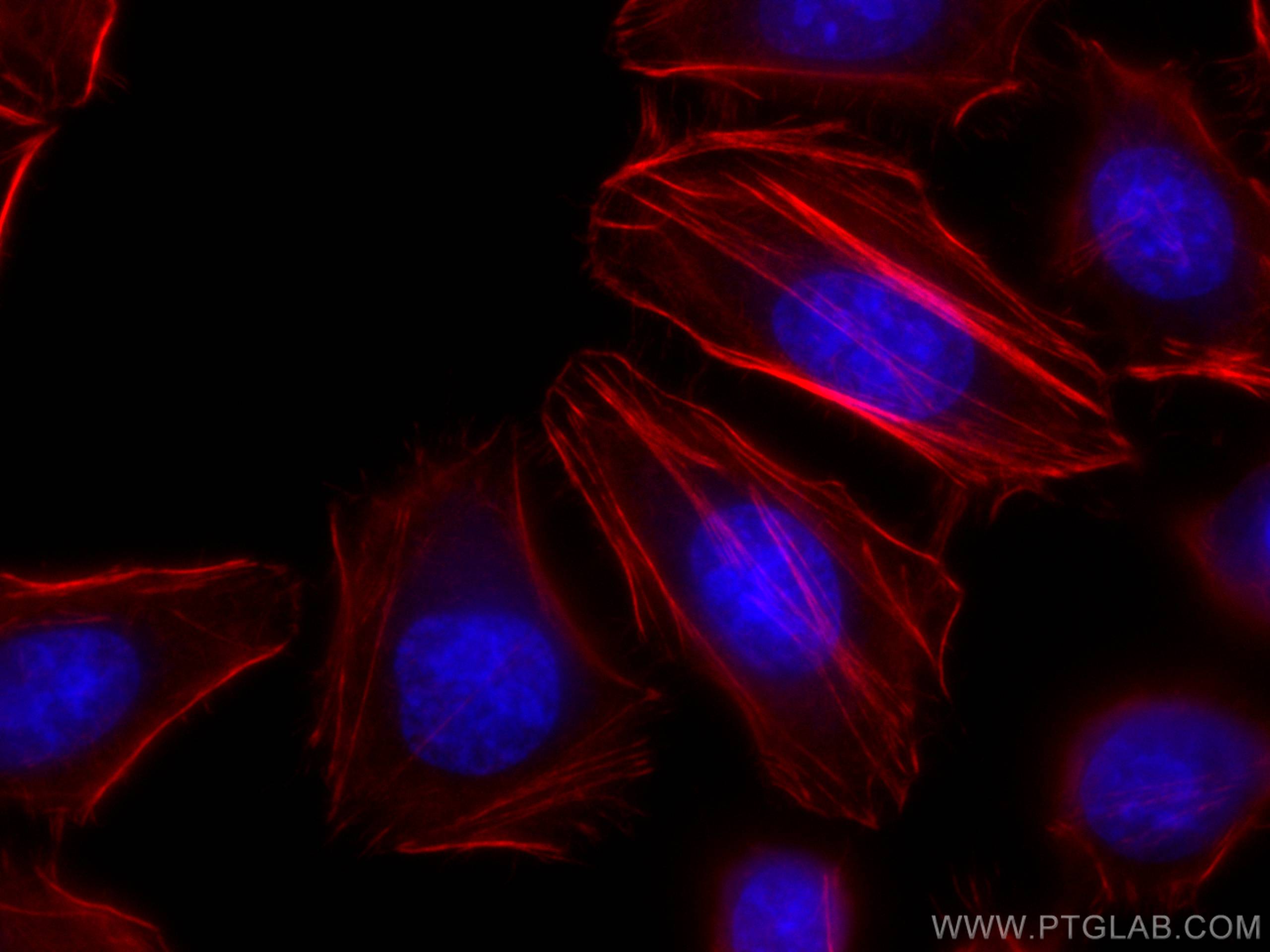 IF Staining of HeLa using CL594-67133