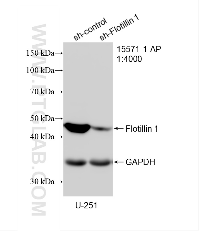 WB analysis of U-251 using 15571-1-AP