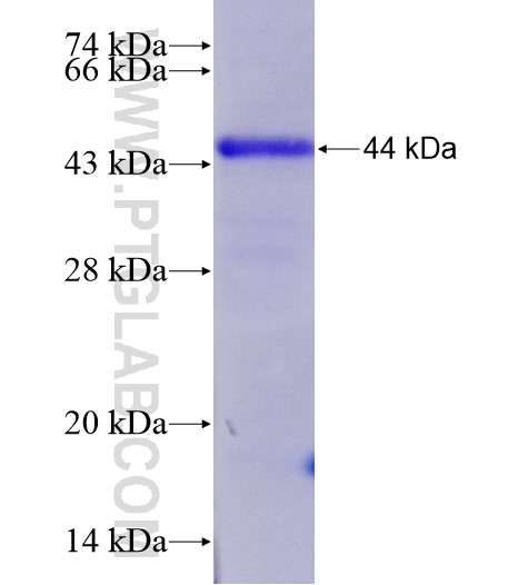 FLRT3 fusion protein Ag28641 SDS-PAGE