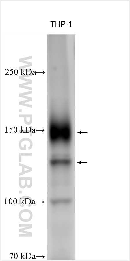 WB analysis using 30297-1-AP